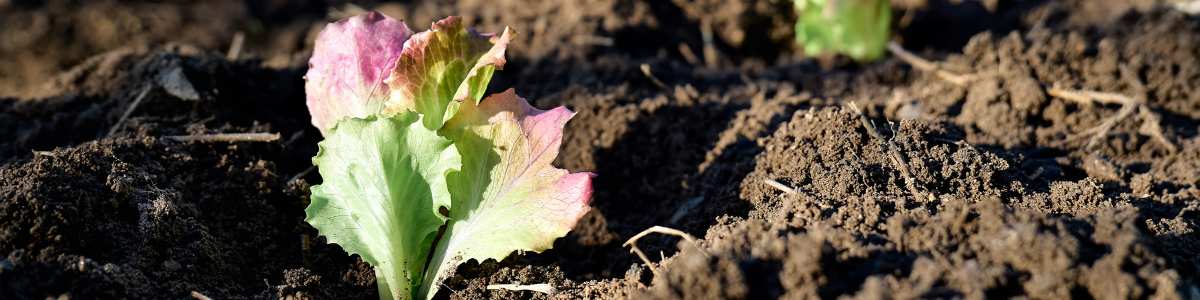 Banner agricultura regenerativa