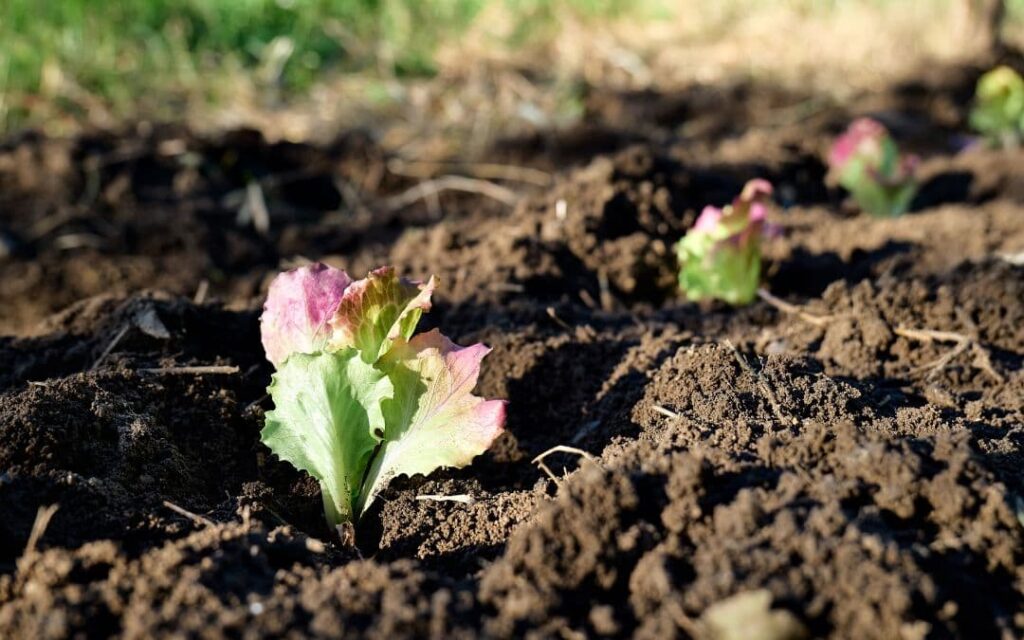 La agricultura regenerativa surge como una alternativa prometedora para mitigar el cambio climático en el mundo.